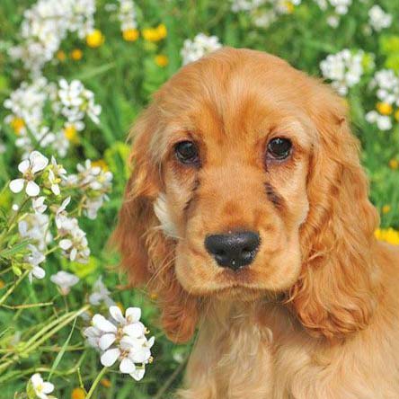 cocker spaniel puppy looking for a friend