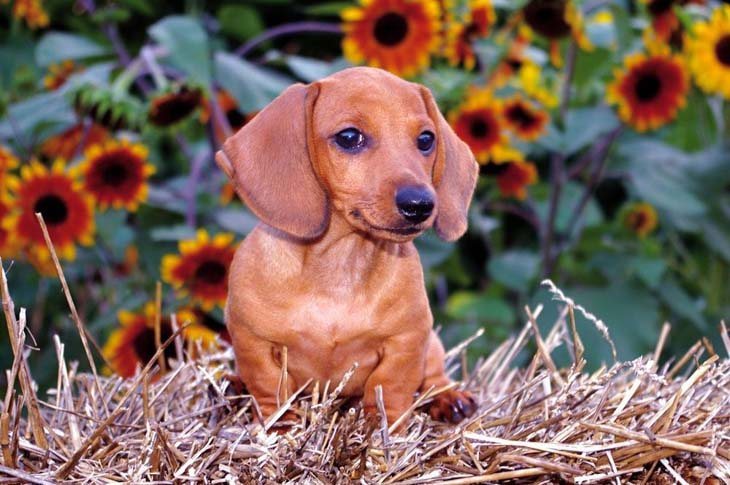 dachshund dog looking to make friends