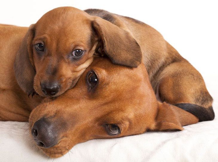 dachshund mother and her pup