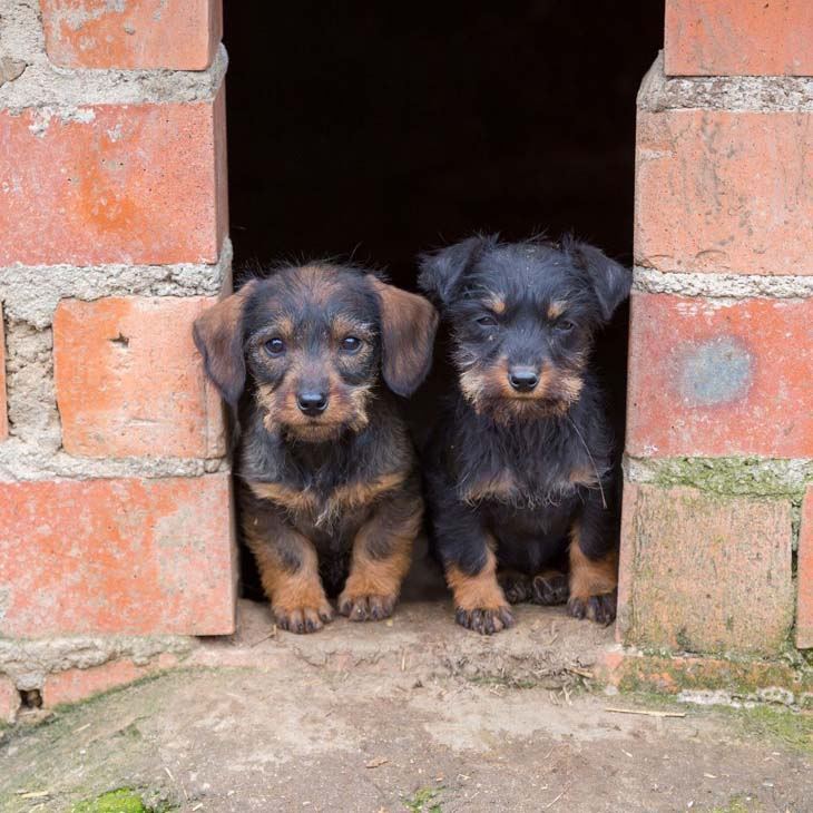 two cute dachshund puppies