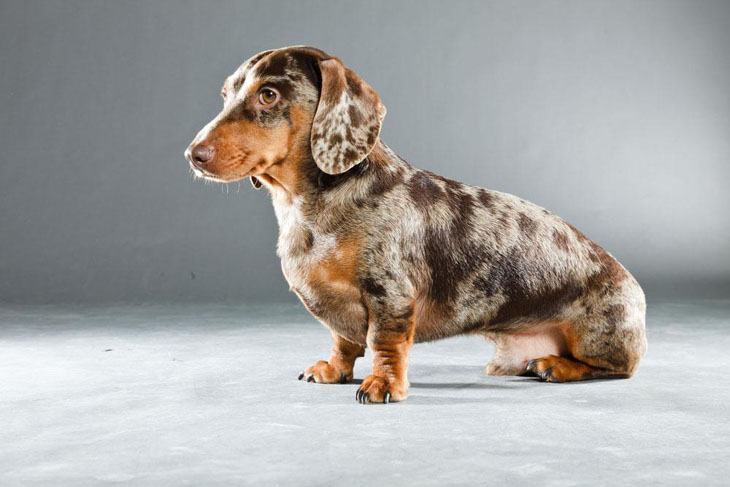 harlequin dachshund puppy