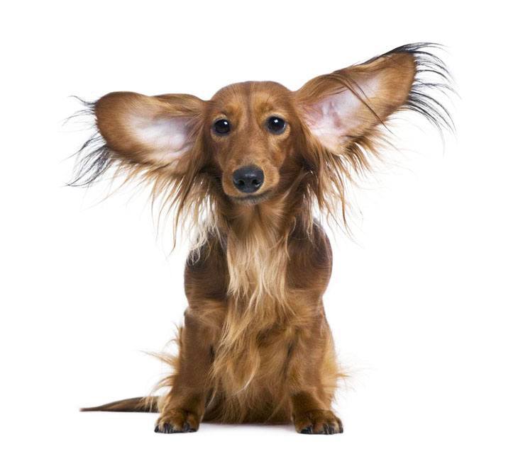 long haired dachshund with big ears