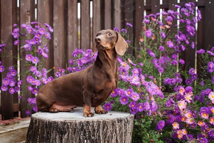 dachshund posing in a flower garden