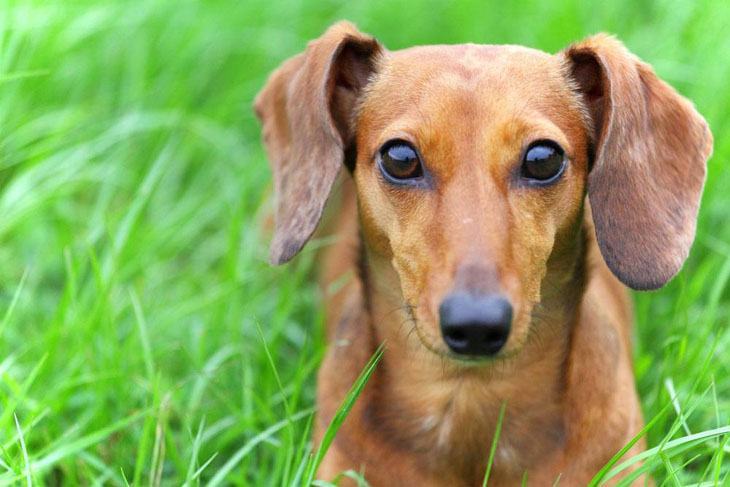 dachshund staring at camera