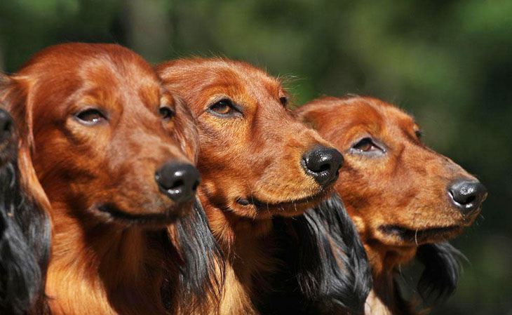 three dachshunds posing for the camera
