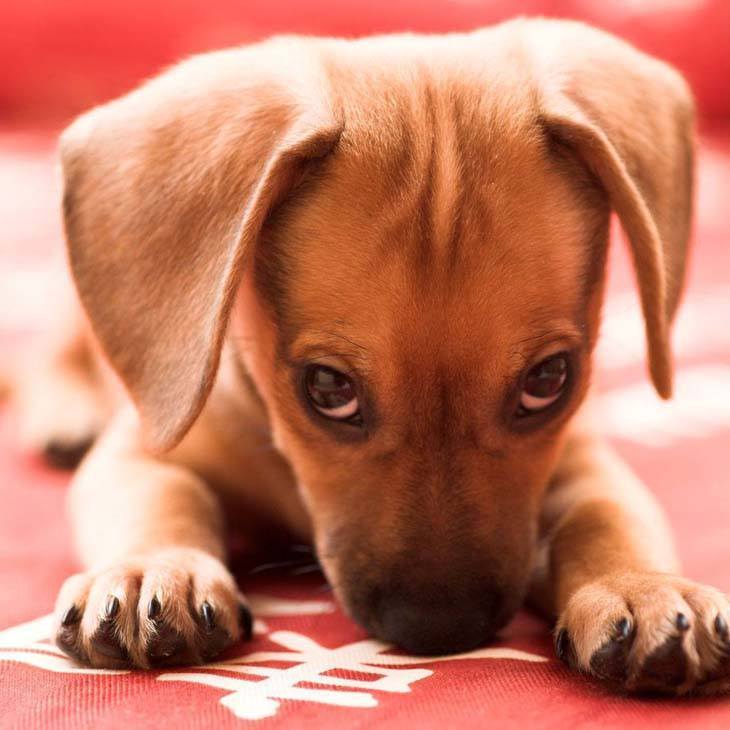 dachshund puppy wants to play