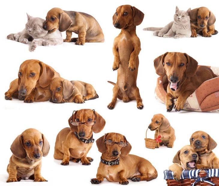 dachshund image collage