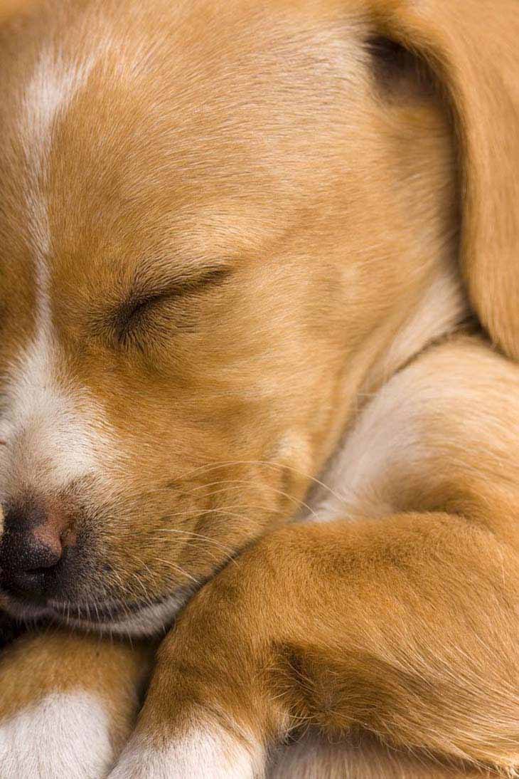 adorable dachshund puppy taking a nap