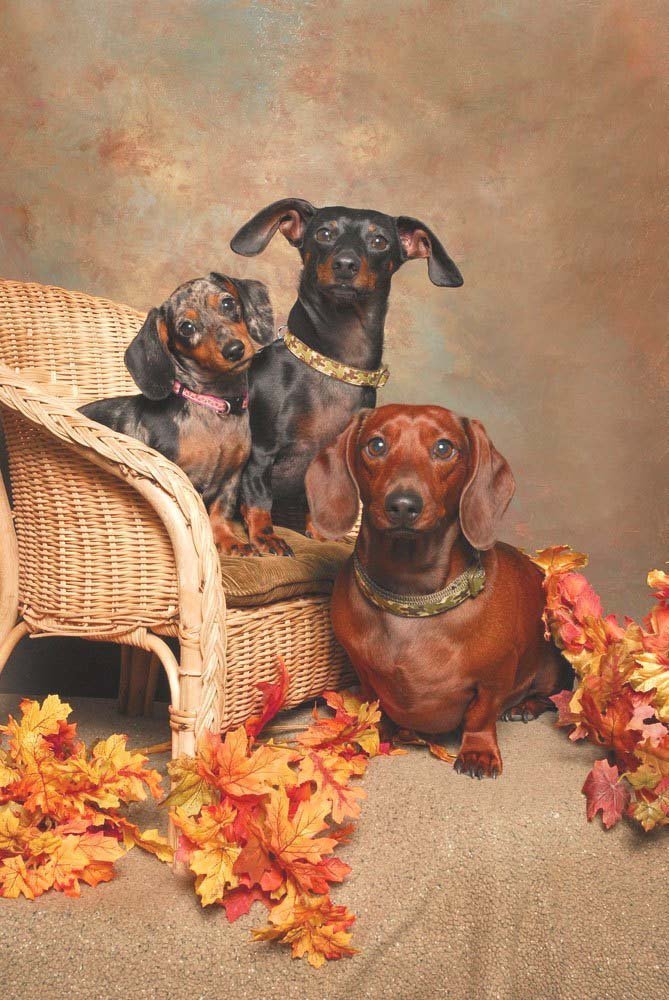 three cute dachshunds posing for the camera