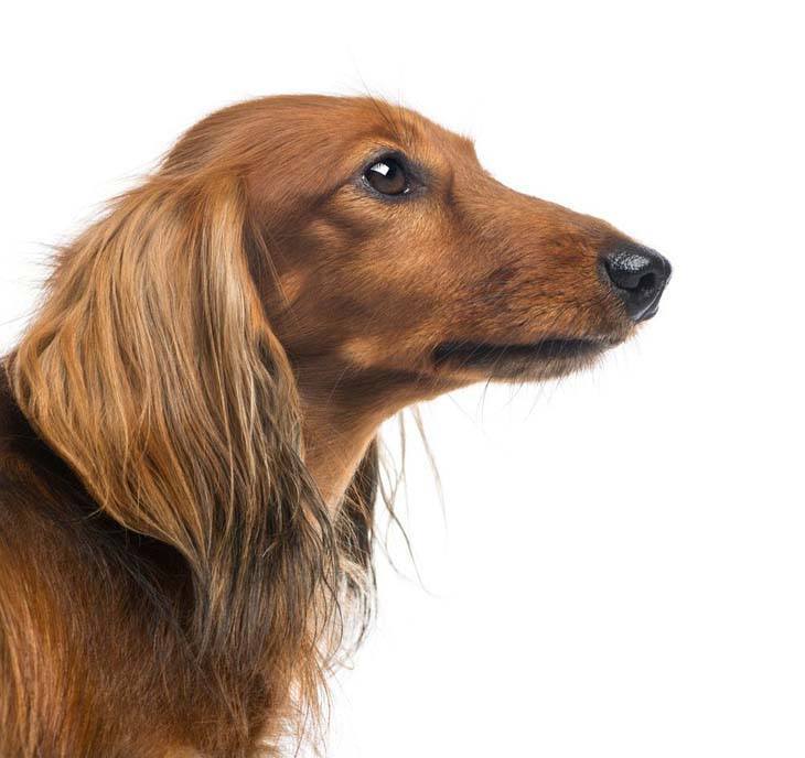 long haired dachshund profile