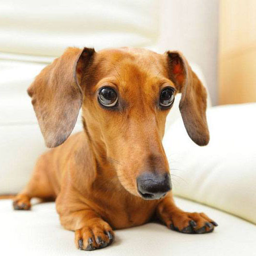 dachshund dog with a guilty look