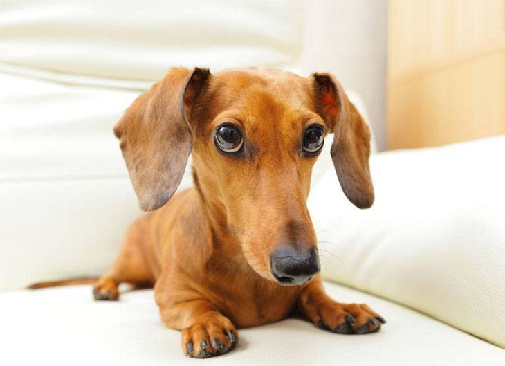 this dachshund has a guilty look