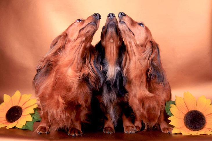 doxie trio that loves to sing