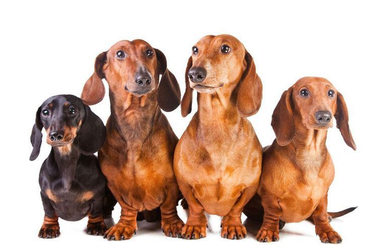 four dachshund buddies looking for trouble