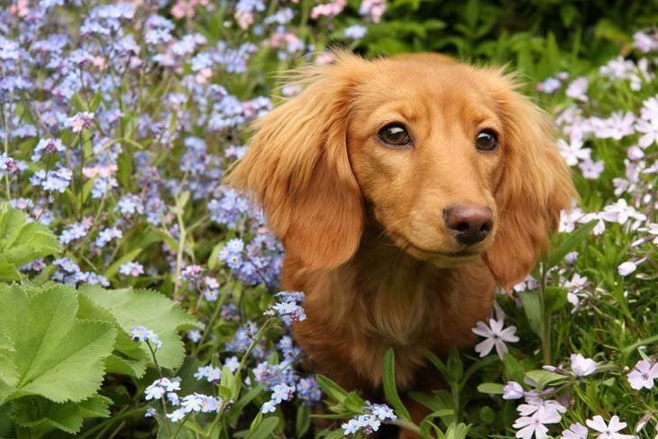 long haired dachshund having fun in the flowers