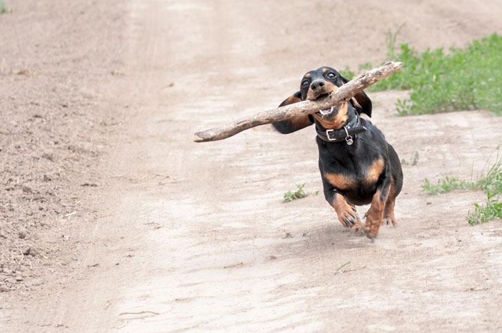 dachshund running with a branch