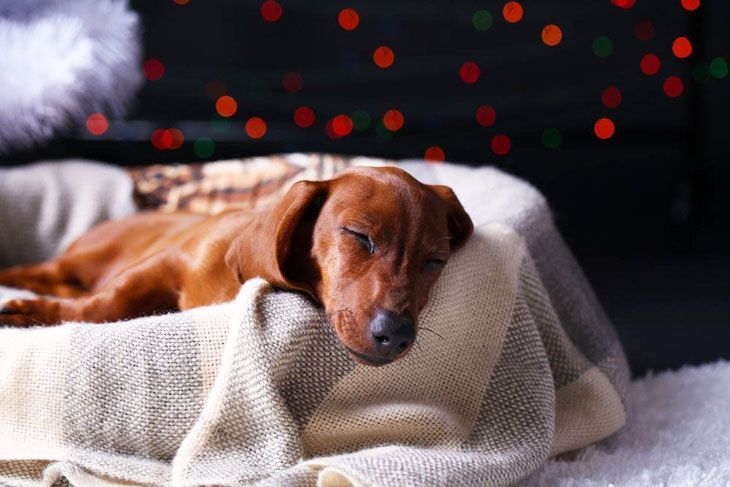 doxie dog taking a nap