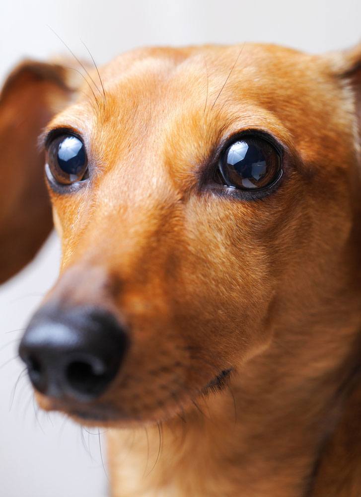 beautiful closeup of a dachshund