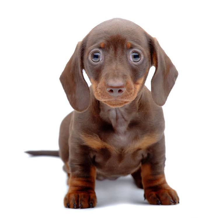 cute dachshund hoping for a treat