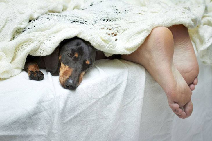funny dachshund sharing the bed with it's owner