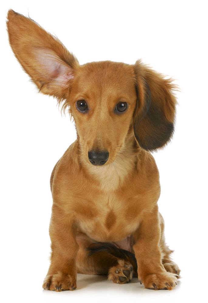 long haired dachshund pointing to the cat