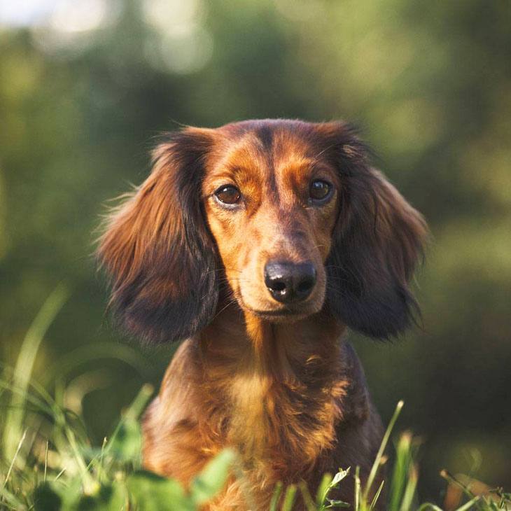 dachshund out in nature