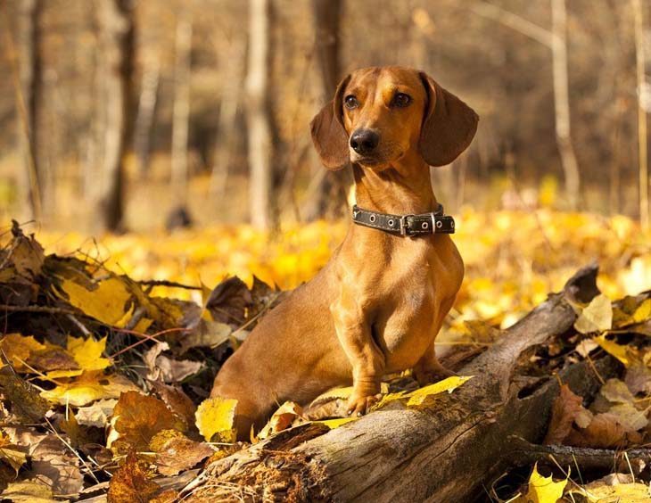 dachshund loving the outdoors