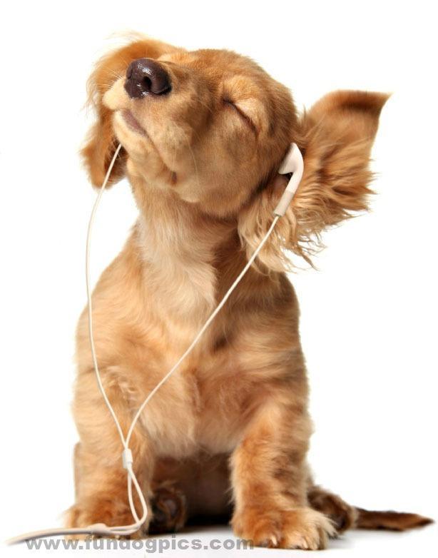 dachshund puppy enjoying the music