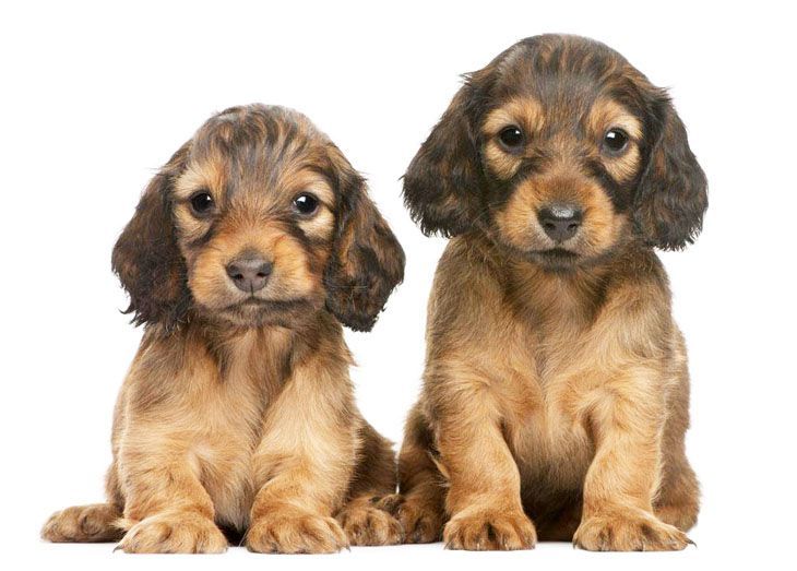 two long haired doxie pups