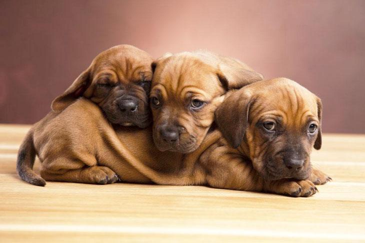 three dachshund puppies wanting to play