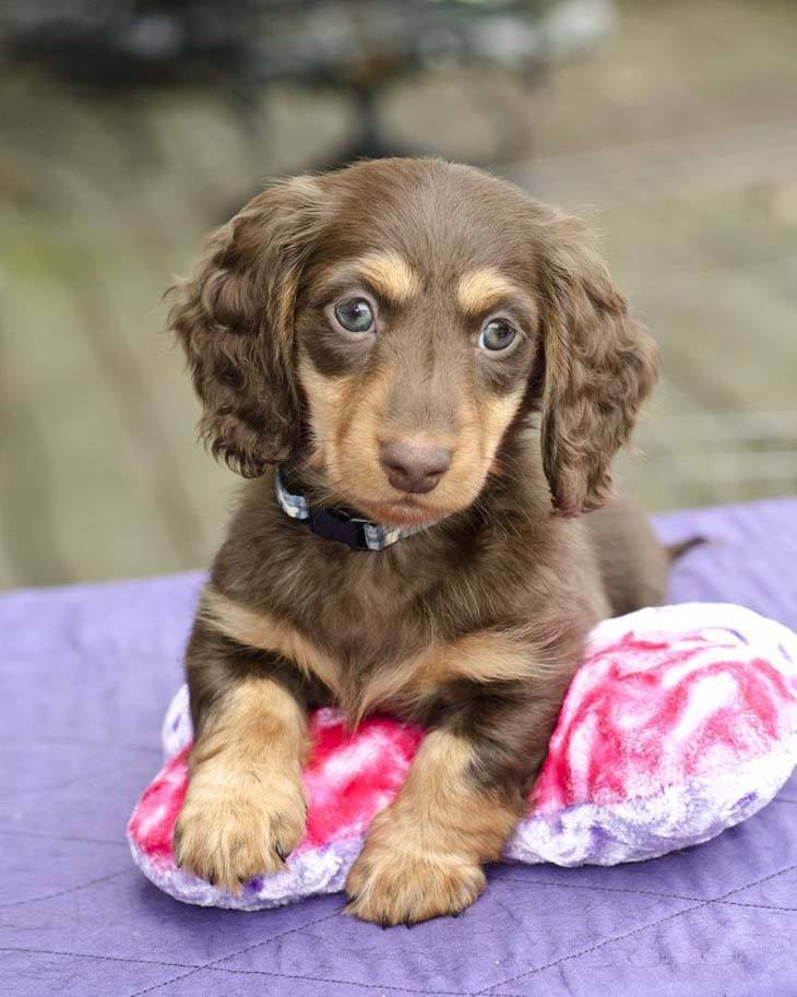 cute long haired dachshund puppy