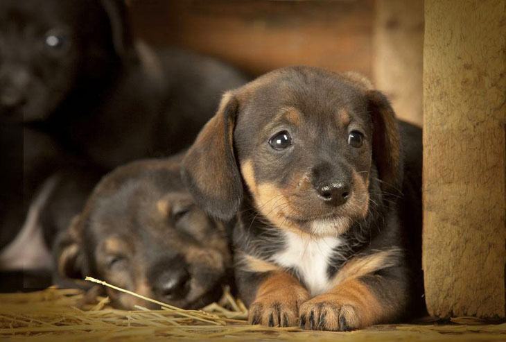 two dachshund puppies that are hungry