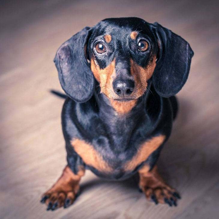 cute dachshund ready to play