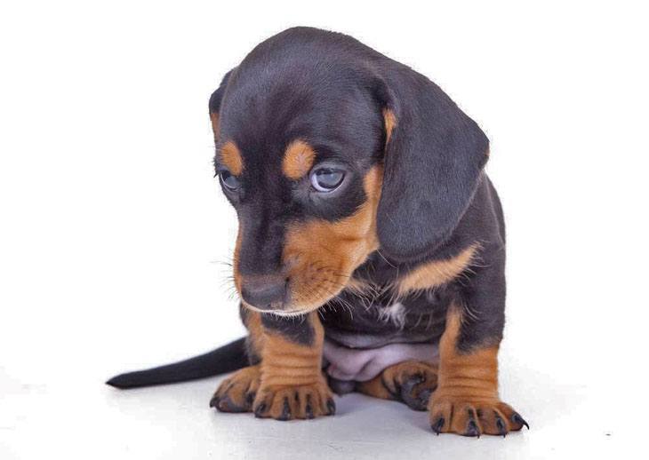 dachshund puppy that misbehaved and knows it