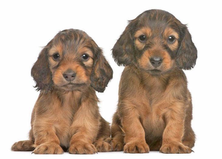 long haired dachshunds posing for the camera