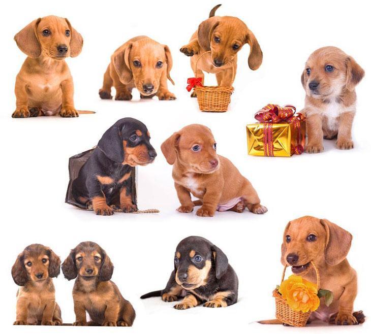 montage of dachshund puppies