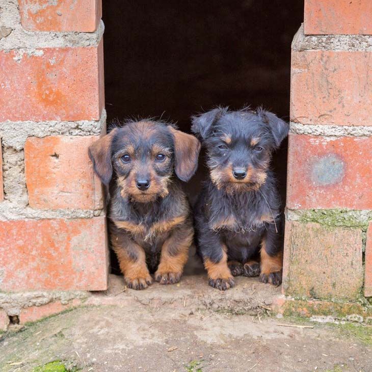two dachshund pals