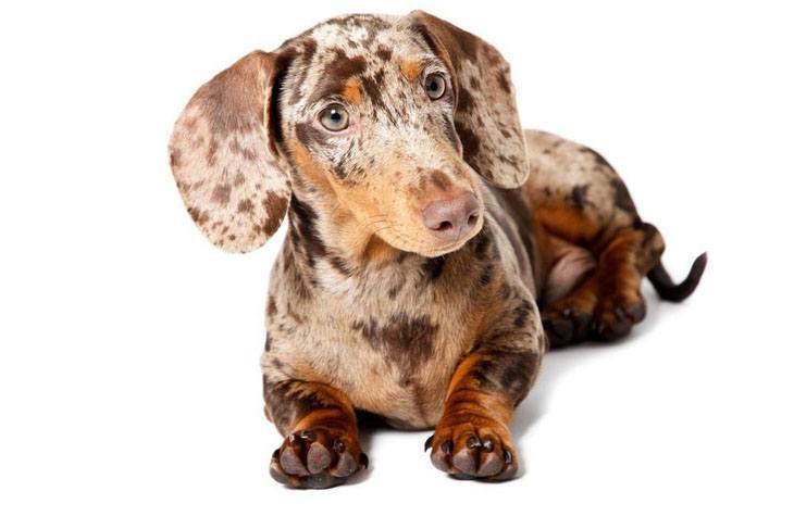 merle colored dachshund puppy