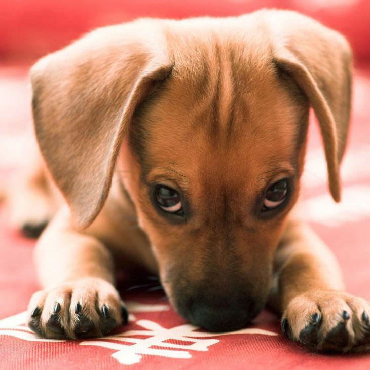 cute dachshund puppy ready to pounce