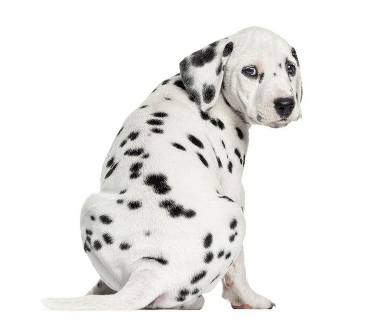 dalmation puppy showing of his bum