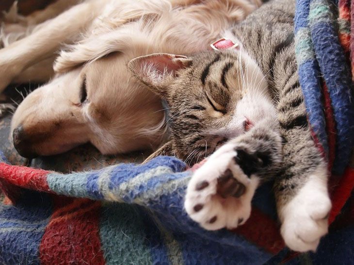 dog and cat sleeping off a party