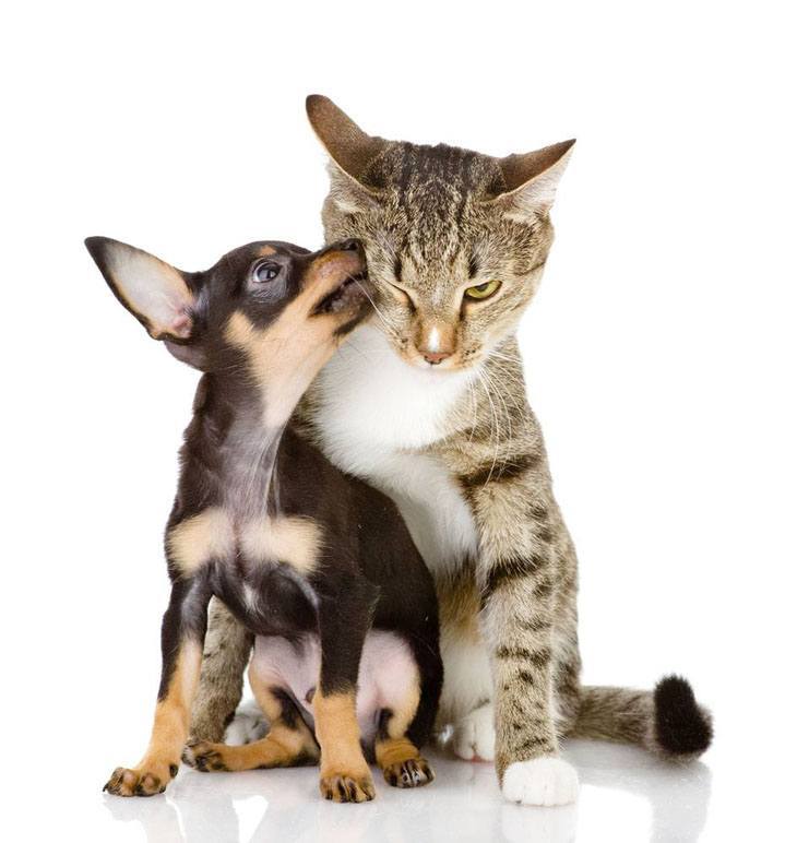 cute dog and cat kissing