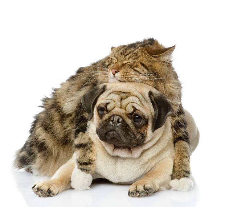 cat taking a catnap on top of dog