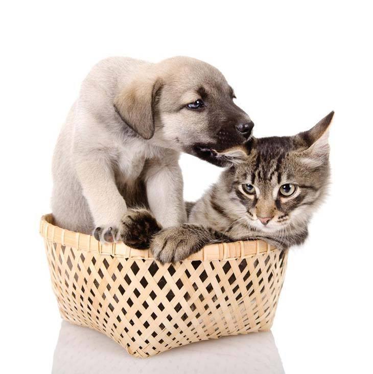 puppy kissing a reluctant cat