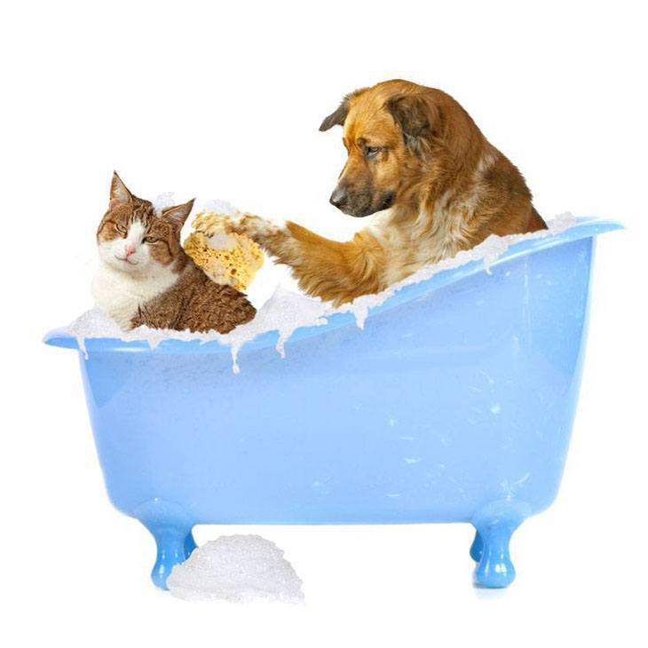 dog with cat taking a bath