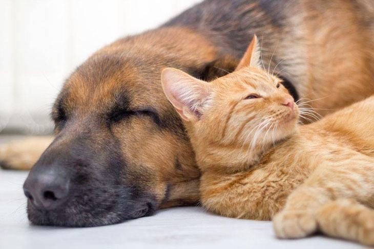 cat sleeping with dog