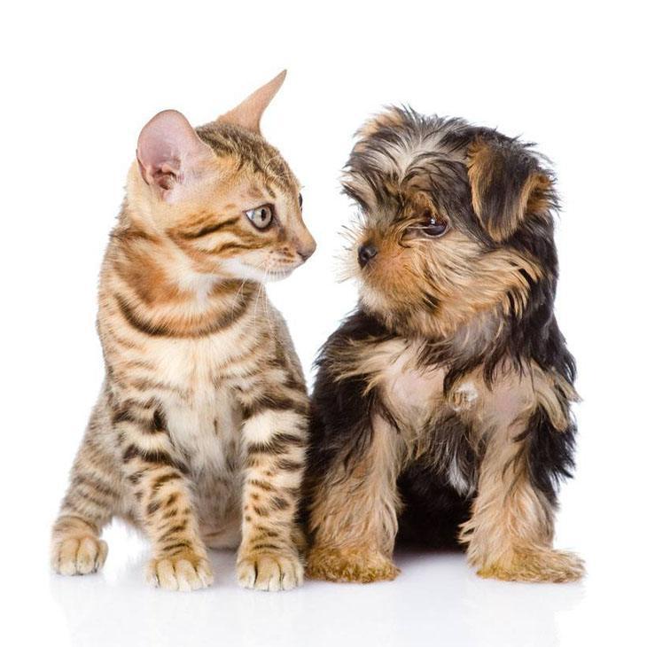 kitty and puppy don't know what to make of each other