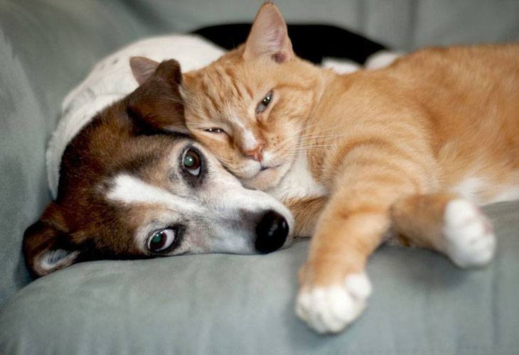 dog and cat in love