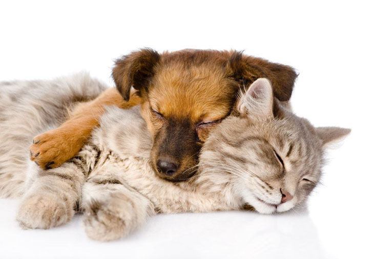 dog and cat buddies taking a nap