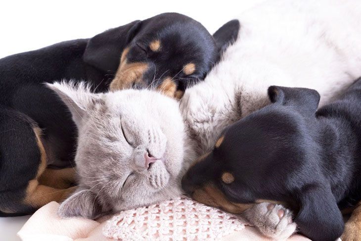 dachshunds and cat taking a nap